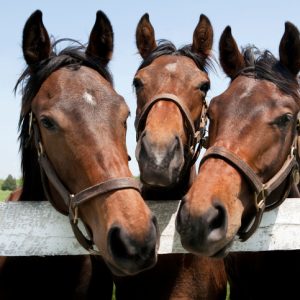 Thoroughbred Racehorses on Kentucky Horse Farm