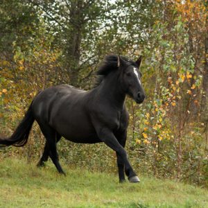 Powerful galloping black percheron in autumn