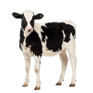 Calf, 8 months old, looking at the camera in front of white background