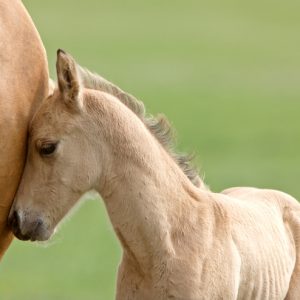 Horse and colt Saskatchewan Canada