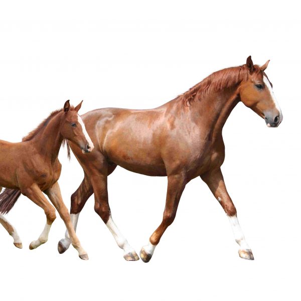 Chestnut horse and its cute foal running fast isolated on white